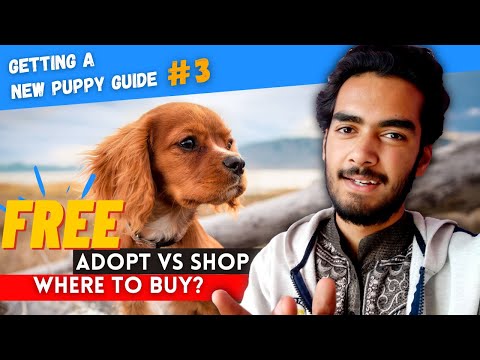 Where to Buy a Dog? 🐶 FREE Source - Adopt or Buy A Dog | Getting a New Puppy Guide #3