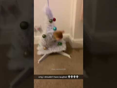 #funny#pet#doglife#dog