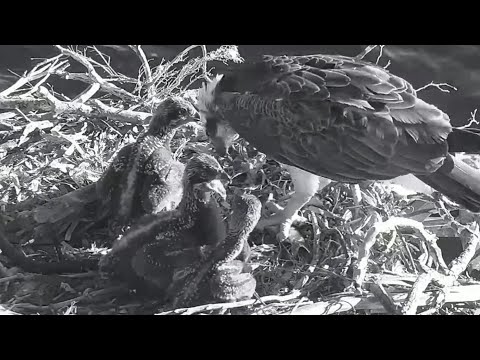 Port_Lincoln Osprey | Big bob again aggressive on siblings during feeding | Oct 10, 2022