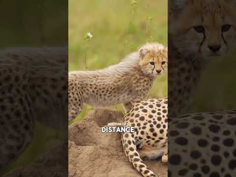 Why Are Lions Afraid of Cheetah Cubs? 🐆😱🦁