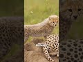 Why Are Lions Afraid Of Cheetah Cubs