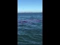 Great White Shark attack in Alcatraz waters 