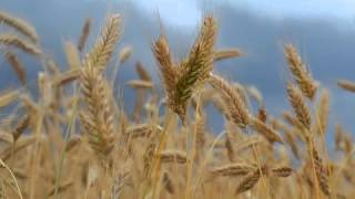 Download lagu Abdullah Al-Matrood - Surat Al-Hajj mp3