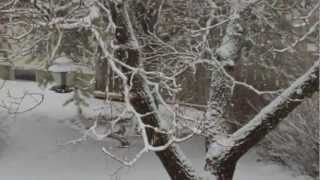 preview picture of video 'Birds during snow storm in Moncton - Feb. 17, 2013'