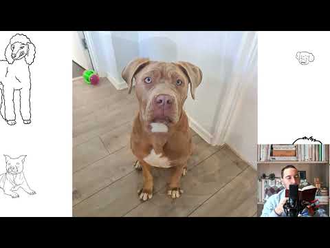 American Bandogge Mastiff. Pros and Cons, Price, How to choose, Facts, Care, History