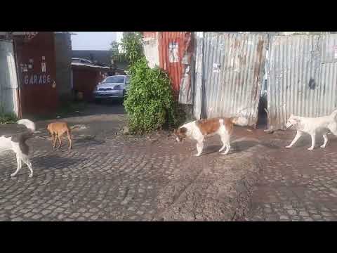 Stray dogs in Ethiopia