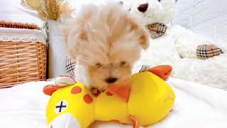 ハーフ犬の動画02