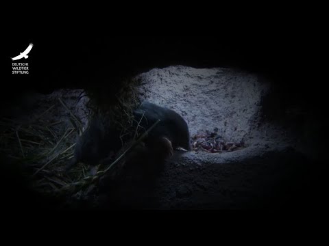 Jans Tierleben: Folge 2 – Der Maulwurf Tier des Jahres 2020