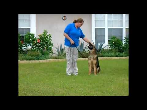 Zeus 1st day Obedience Academy