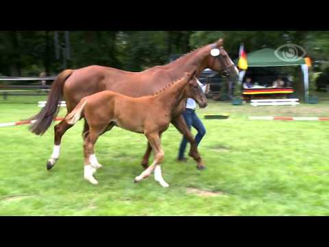 Quantensprung Fohlen VTS 01 1