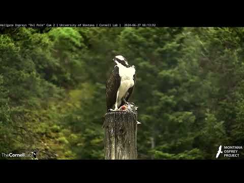 The nest of Iris & Finn, Finn brings a big fish & sticks for the family (2 chicks). Hellgate, MT