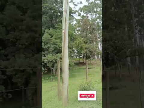 Caminhadas na Natureza com o @sescsantacatarina, Alto Cutias, Lontras -SC