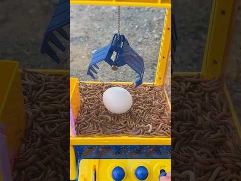 可愛らしい卵を開いてみたら大量の小銭が出てきて喜びの踊りを踊った