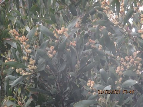 Northern Acacia tree in bloom , Wrong video!