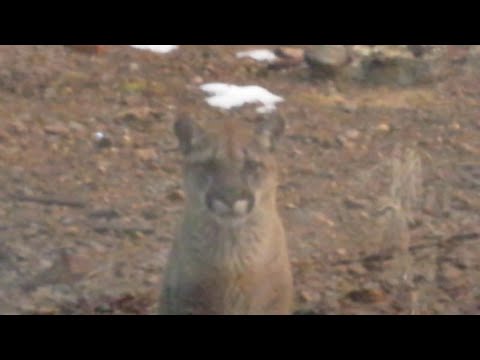 Three cougars say hello - Castanet.net