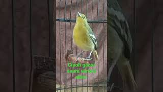 Download lagu SIRTU konslet suara merdu variasi alam #cipohgacor #shorts mp3