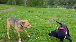Lilou, à l'adoption, en promenade le 11/05/2016