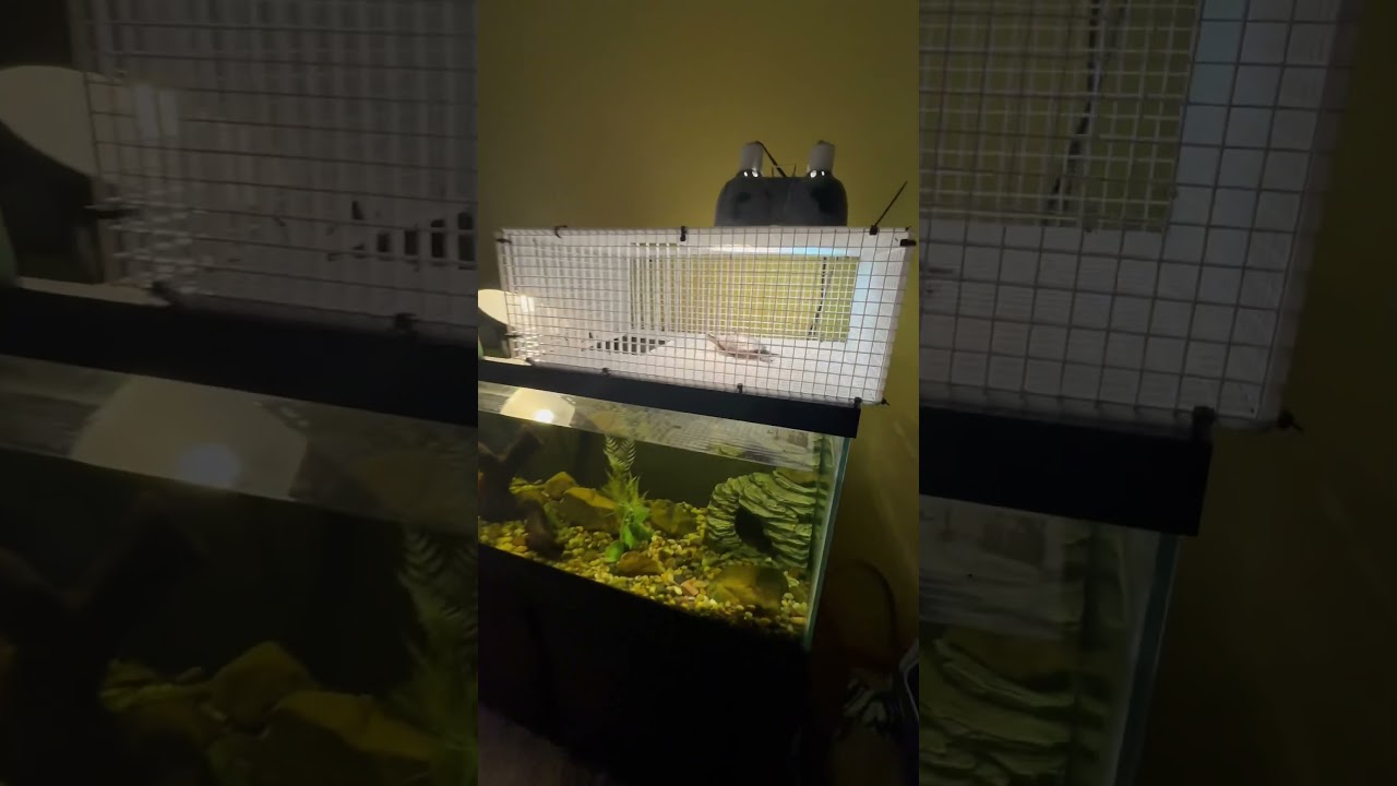 The Best Painted Turtle Enclosure?