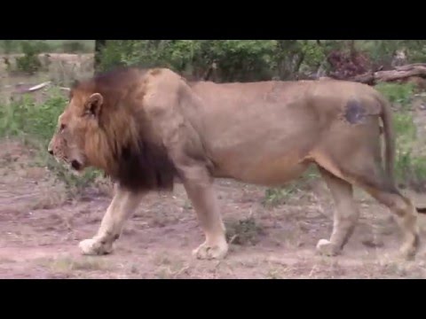 Male lions on a territorial patrol (Majingilane males)