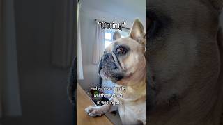POV：I live with a 20lb chaos machine 🐾😂#frenchbulldog #funnydogs #frenchie#doglove#fyp
