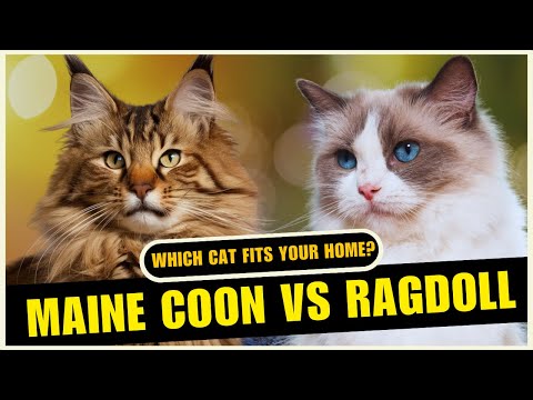 Maine Coon vs Ragdoll: Which Breed Is HARDER to Live With?
