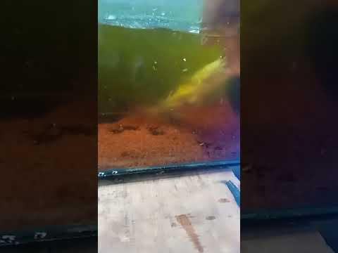 channa yellow sentarum #shorts