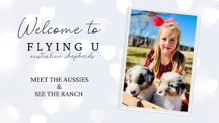 Video preview image #1 Australian Shepherd Puppy For Sale in THROCKMORTON, TX, USA