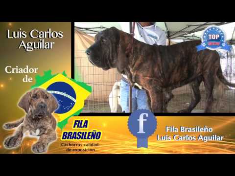 FILA BRASILEÑO CACHORROS CALIDAD EXPOSICIÓN