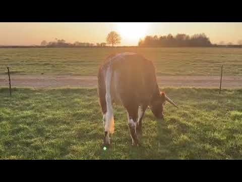 ONLINE LONGHORN SALE - Gentons Unique - Lot 116