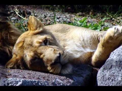 Engage in the Universe (Chillout) : Bickley Rivera