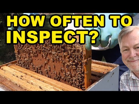 , title : 'Beekeeping | How Often Should You Inspect Your Hive & More'