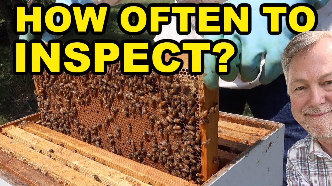 Beekeeping | How Often Should You Inspect Your Hive & More