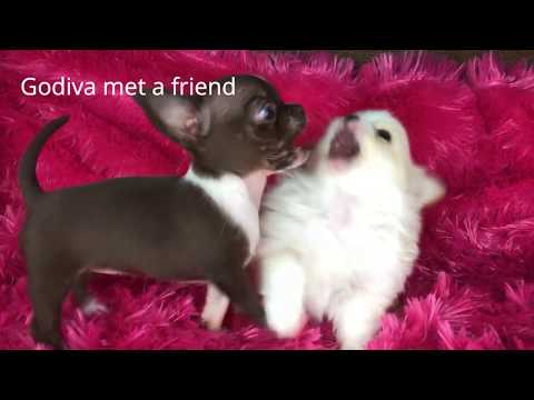 download lagu mp3 mp4 Black Chihuahua Puppy Names, download lagu Black Chihuahua Puppy Names gratis, unduh video klip Black Chihuahua Puppy Names