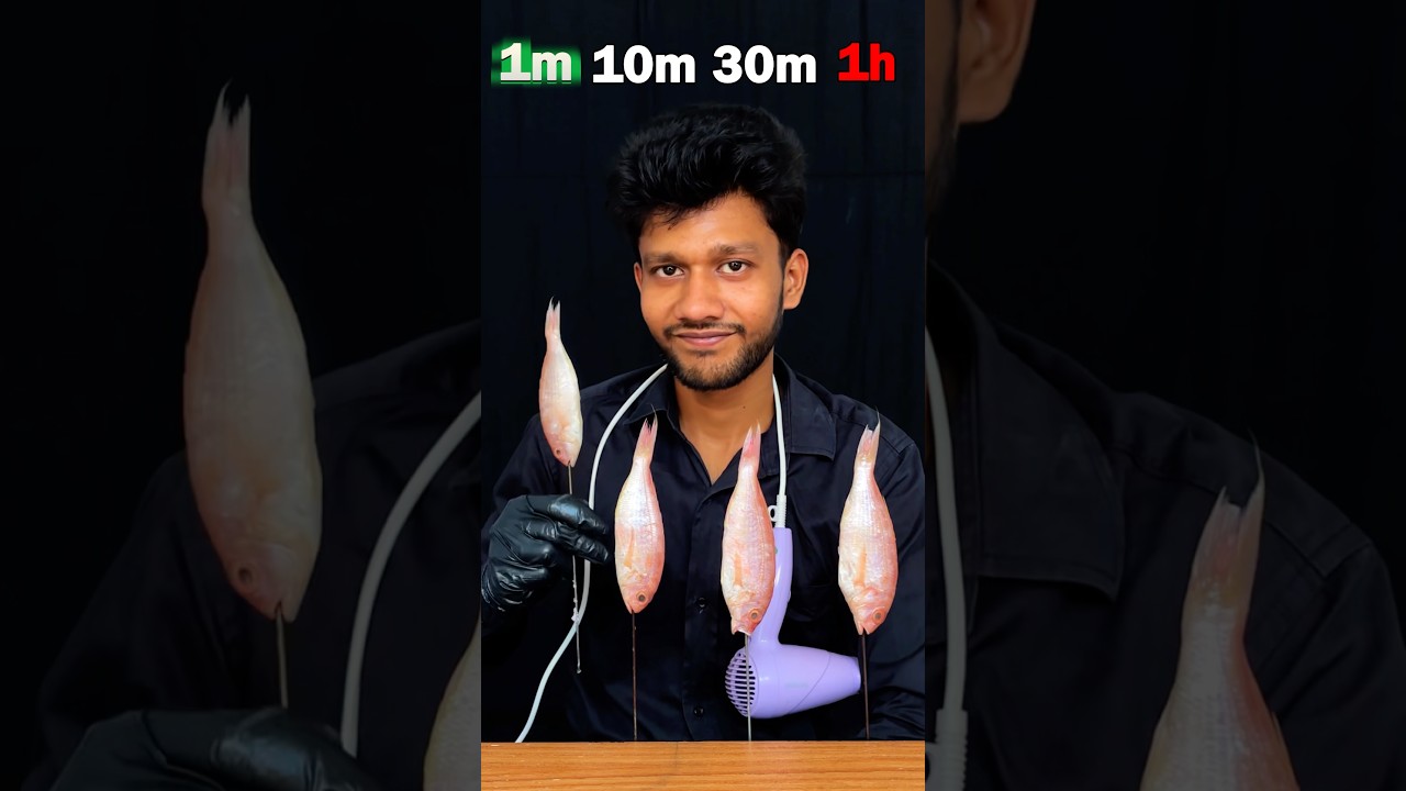 RED SNAPPER FISH vs HAIR DRYER