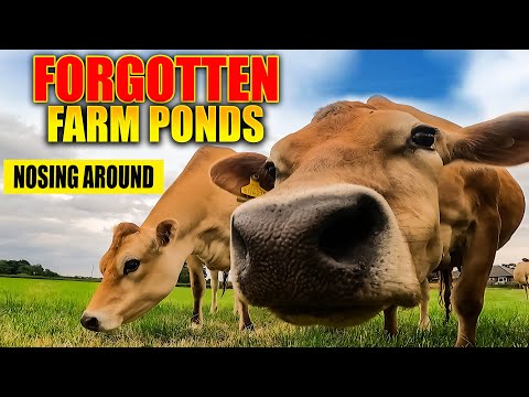 Forgotten farm ponds Part 1