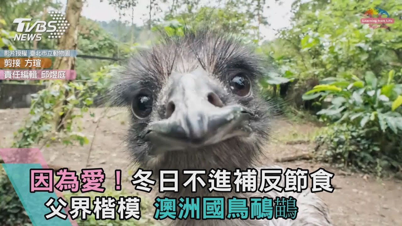 長知識了!「澳洲鴕鳥」冬天節食只為這件事