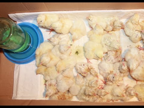 Выпойка цыплят от 0 суток до 4,5 месяцев. Ветпрепараты.
