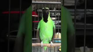 Download lagu Mewah..!! Cucak Ijo Gacor Full Isian Tembakan Tengkek Lovebird Cucak Jenggot mp3