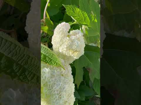 アジサイの開花を促進するのに最適なマルチは何ですか?  庭園