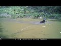 2017 - [Camera Trap] Hairy nosed otter - Lutra Sumatrana