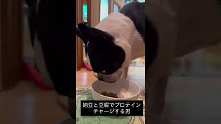 トレーニー飼い主がいる犬のご飯はヘルシー #ボストンテリア