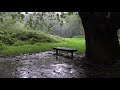 Cozy Rain Under A Tree In England White Noise For Sleeping Relaxing Tinnitus