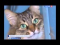 Кошка Маша спасла младенца и стала мировой знаменитостью! 