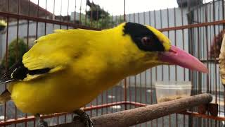 Download lagu Suara pikat kepodang gacor , cocok untuk pancingan bahan malas bunyi mp3