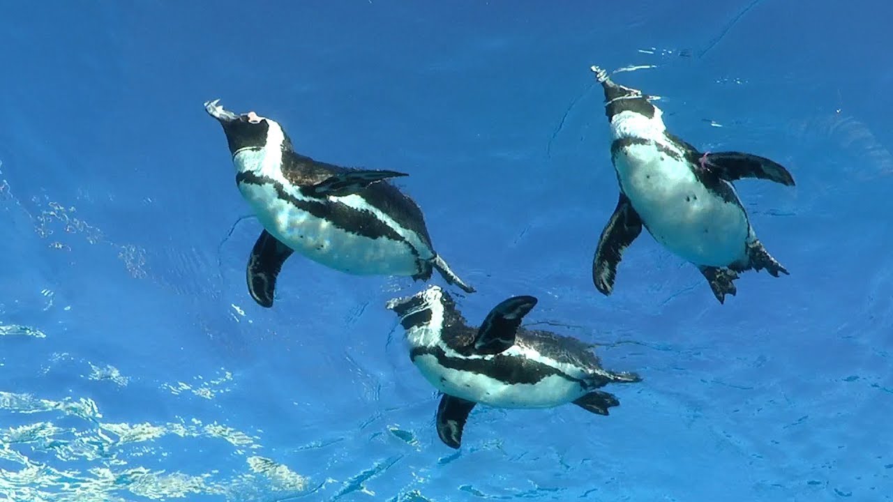 都会の水族館【天空のペンギン】Urban aquarium 【Heavenly penguin】
