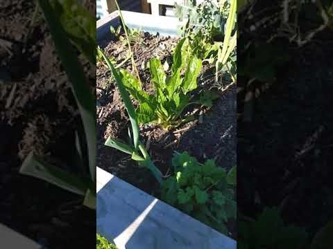 Springo makes Raised beds from old iron