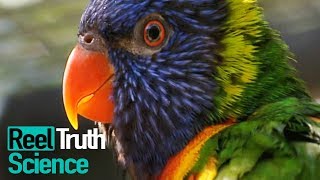 Animals Did It First - How Do Animals Attract Mates? | Science Documentary | Reel Truth Science