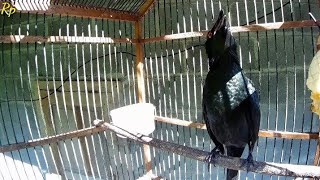 Download lagu Sekali Dengar Pancingan Cucak Keling Gacor Ini || Burung Anda Langsung Ikutan Teler mp3