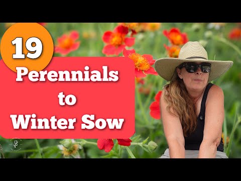 19 Perennial Flowers You Can WINTER SOW!