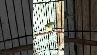 Download lagu PRENJAK MUDA NGERIWIK #shorts mp3 Download lagu PRENJAK MUDA NGERIWIK #shorts mp3